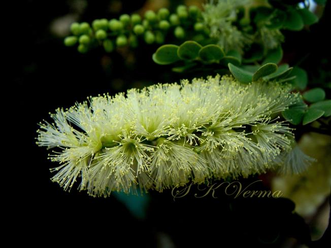  Inflorescence (Spike)